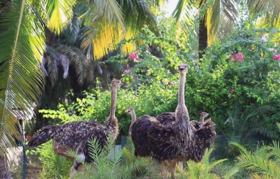LẠC VÀO KHU VƯỜN CÙNG NHỮNG “CƯ DÂN MỚI” SIÊU ĐẶC BIỆT CỦA ECOGARDEN